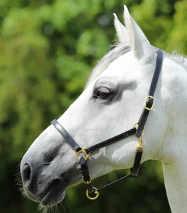 Skórzany kantar "Pasco" Premier Equine