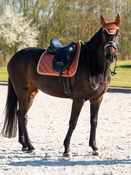 1409_b64c95fdde-fw25-1110-120-vintage-monogram-dressage-saddle-pad-838-chestnut-brown-0806-1500x2000.webp