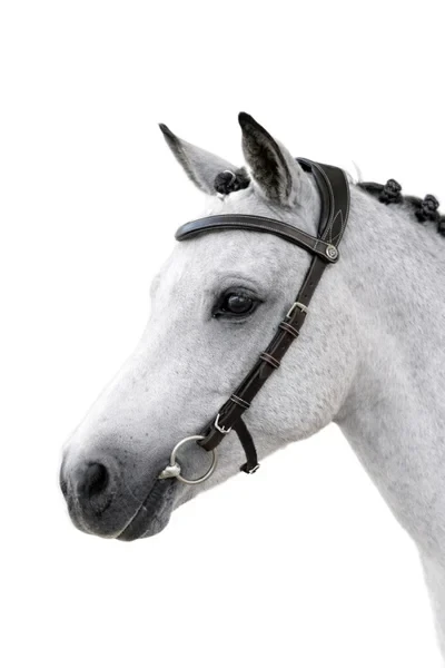 1698_31cd5ca15e-helinki-brown-pony-copy.webp