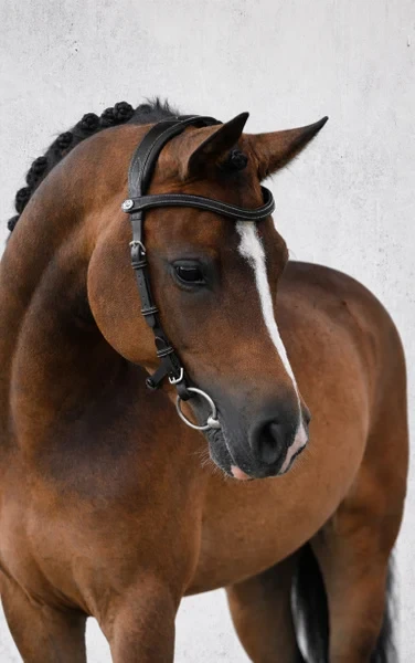 1698_da03acd3dd-helinki-black-pony.webp