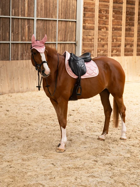 732_d2a5958d33-1110-039-saddle-pad-jump-signature-441-hortensia-pink-1500x2000-full.webp