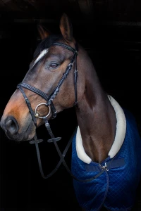 Ogłowie Savannah Kentaur