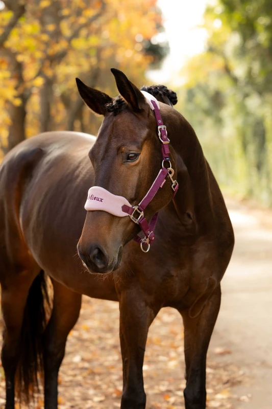 it09412_lifestyle_vogueheadcollarandleadrope_blackberry_1.jpg