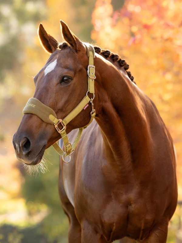 it09414_lifestyle_vogueheadcollarandleadrope_gooseberry_01.jpg