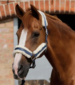 Kantar z futerkiem Premier Equine