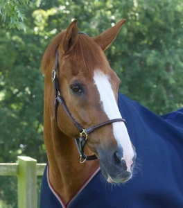 Kantar skórzany Hennaroso Premier Equine