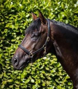 Kantar skórzany z podszyciem "Rego" Premier Equine