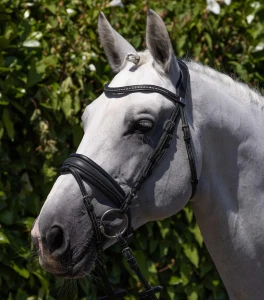 Ogłowie "Veneto"  Premier Equine