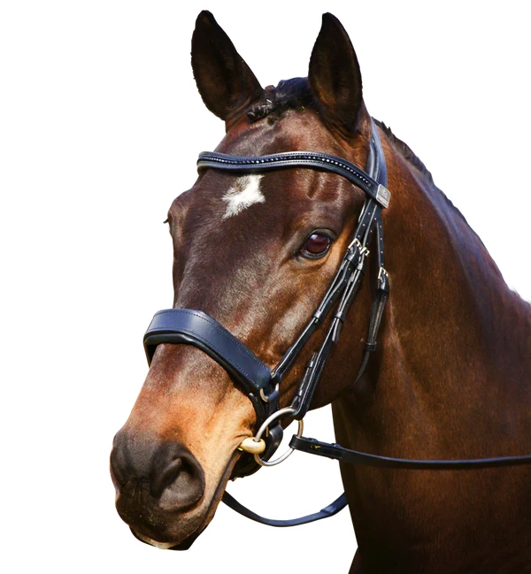 snaffle-cavesson.webp